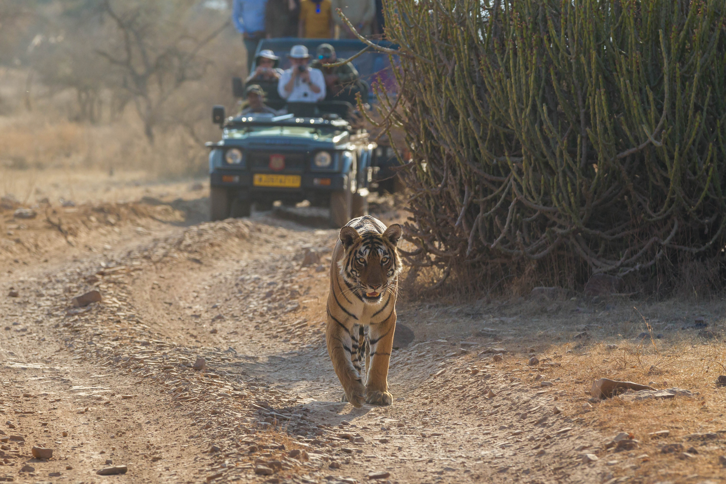 ranthambore national park (2).webp